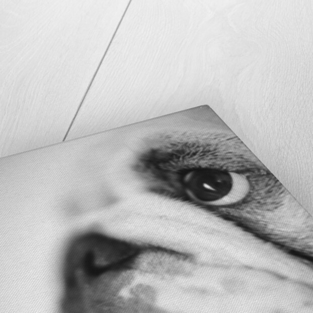 Face of a Bulldog by Anonymous
