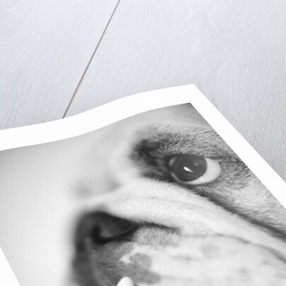 Face of a Bulldog by Anonymous