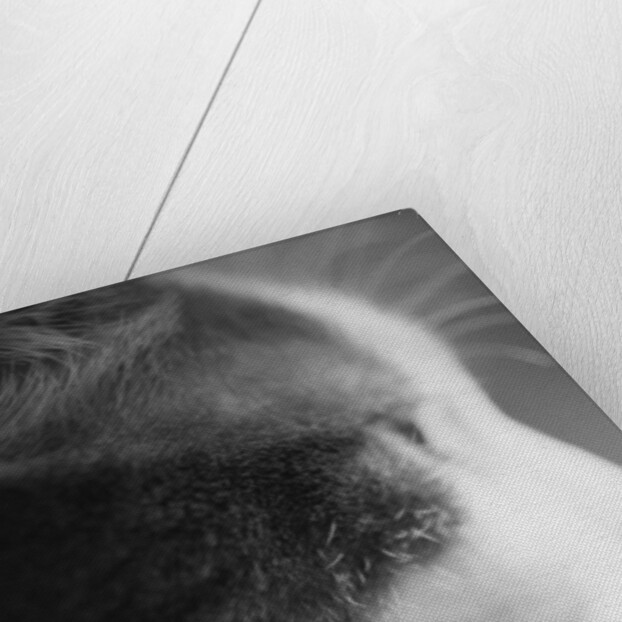 Cat's Head by Anonymous