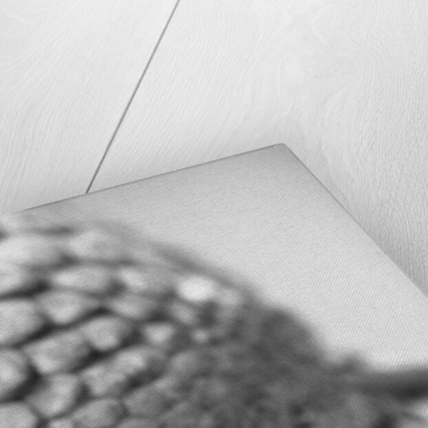 Turtle's Foot by Anonymous