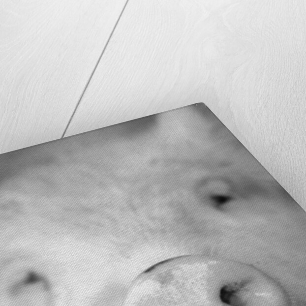 Pig's Nose by Anonymous