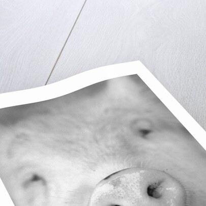 Pig's Nose by Anonymous