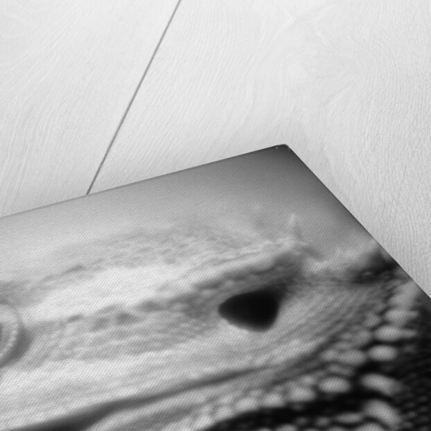 Side of Iguana's Face by Anonymous