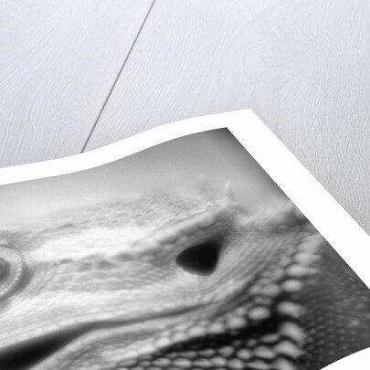 Side of Iguana's Face by Anonymous