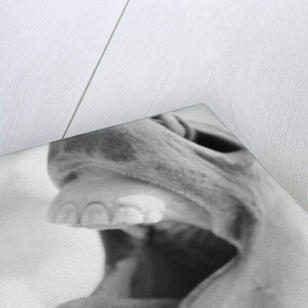 Horse's Opened Mouth by Anonymous