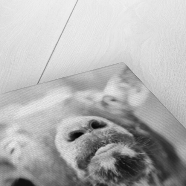 Goat's Nose and Mouth by Anonymous