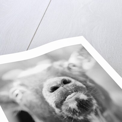 Goat's Nose and Mouth by Anonymous