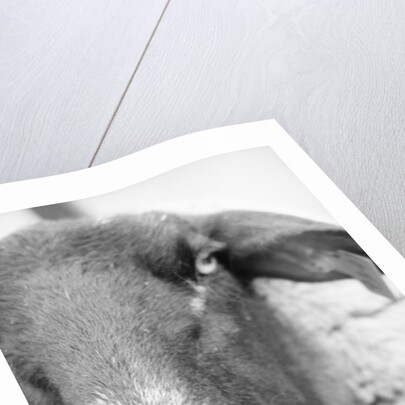 Sheep's Face by Anonymous
