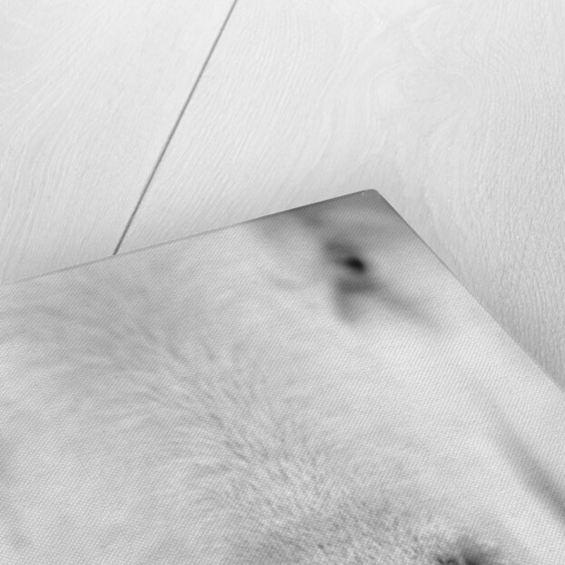 Close Up of Goat's Nose by Anonymous