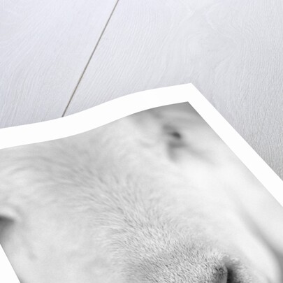 Close Up of Goat's Nose by Anonymous