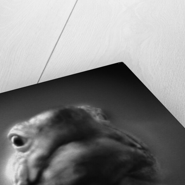 Reptile's Face by Anonymous