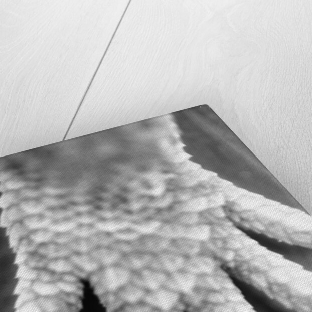 Reptile's Feet by Anonymous