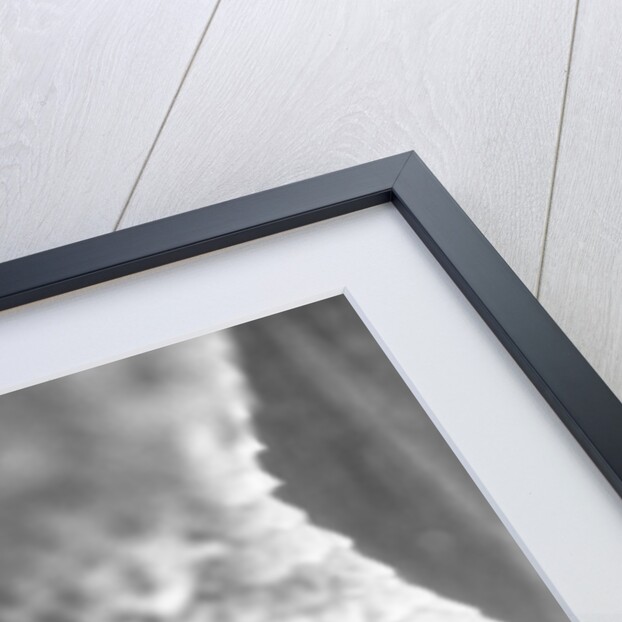 Reptile's Feet by Anonymous