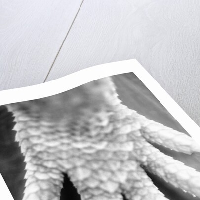 Reptile's Feet by Anonymous