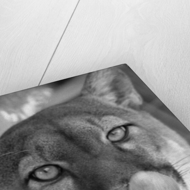 Mountain Lion Licking Nose by Anonymous