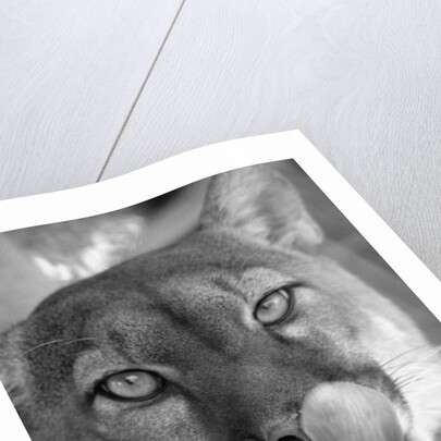 Mountain Lion Licking Nose by Anonymous