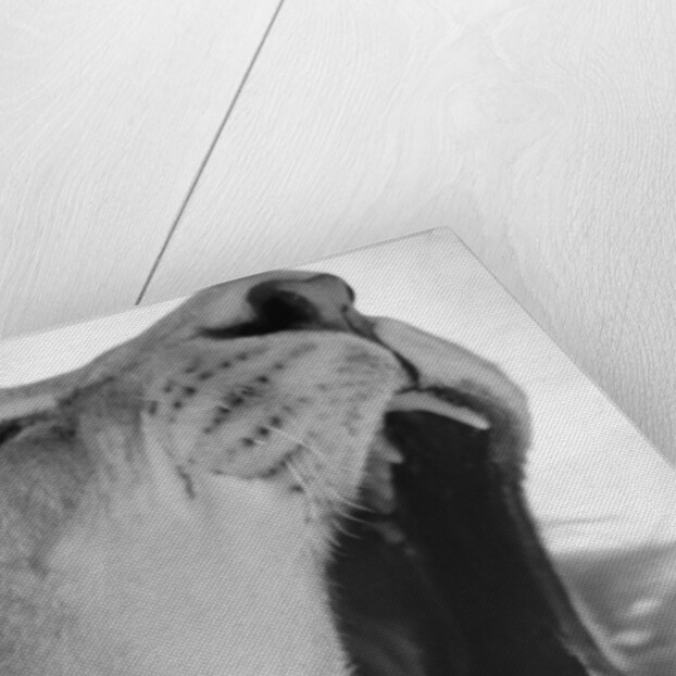 Yawning Lion by Anonymous