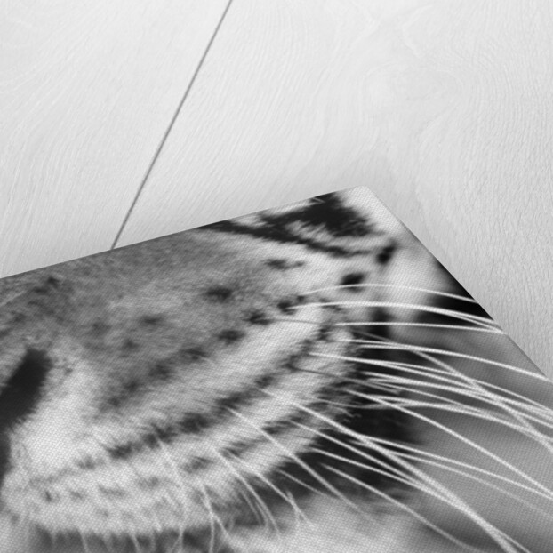 Tiger's Mouth by Anonymous