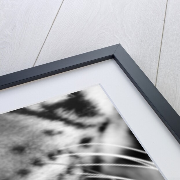 Tiger's Mouth by Anonymous