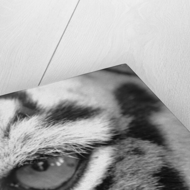 Tiger's Eye by Anonymous