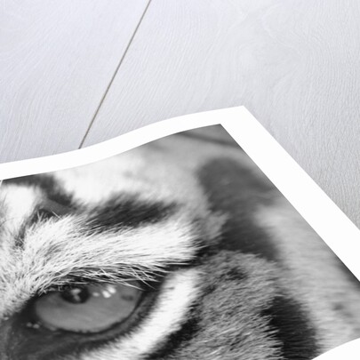 Tiger's Eye by Anonymous