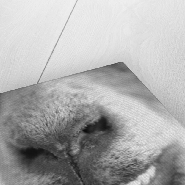 Mouth and Nose of a Goat by Anonymous