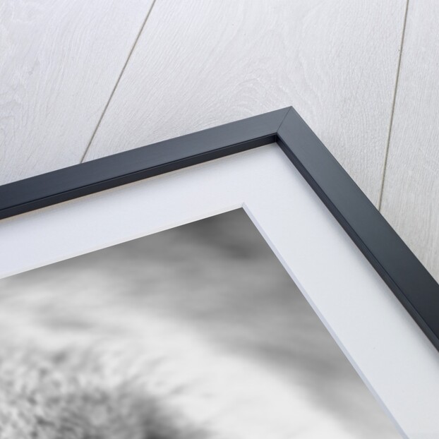 Mouth and Nose of a Goat by Anonymous