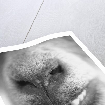 Mouth and Nose of a Goat by Anonymous