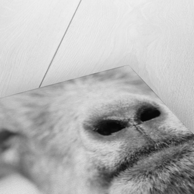 Mouth and Nose of a Goat by Anonymous