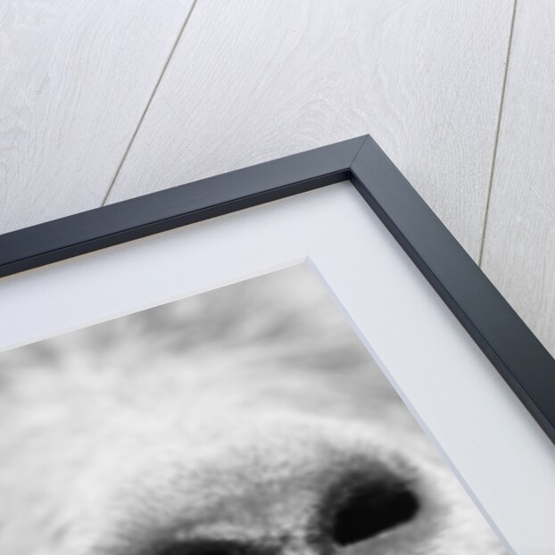 Mouth and Nose of a Goat by Anonymous