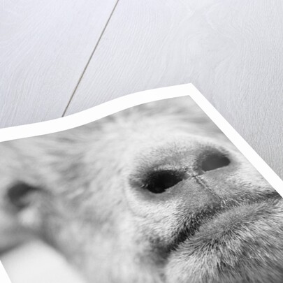 Mouth and Nose of a Goat by Anonymous