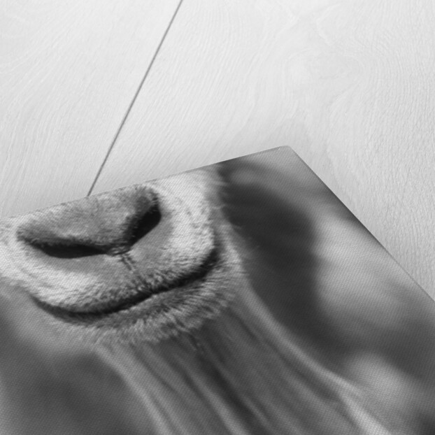 Close-up View of a Goats Beard by Anonymous