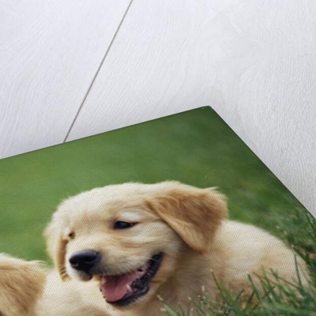 Golden Retrievers Resting on Grass by Anonymous