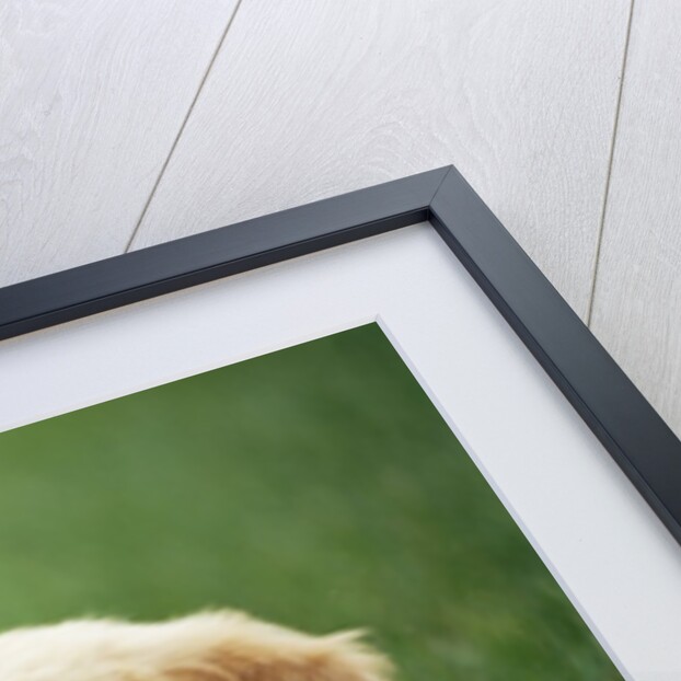 Golden Retrievers Resting on Grass by Anonymous