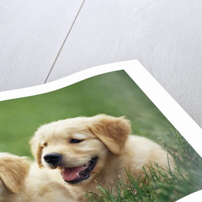 Golden Retrievers Resting on Grass by Anonymous