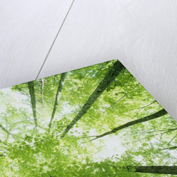Trees in Forest Ascending by Anonymous