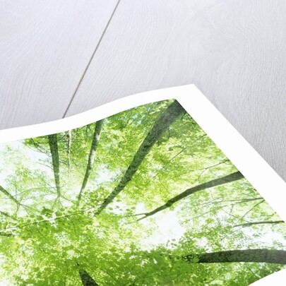 Trees in Forest Ascending by Anonymous