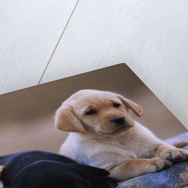 Labrador Retriever Puppies by Anonymous