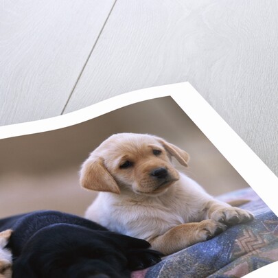 Labrador Retriever Puppies by Anonymous