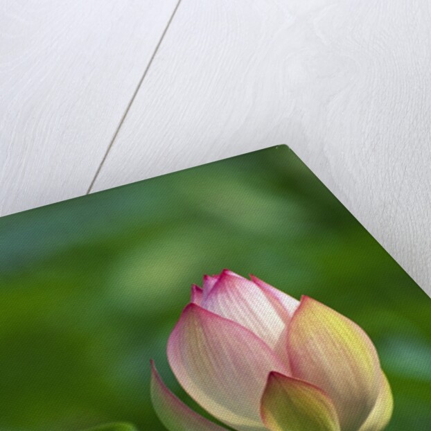 Lotus Flower by Anonymous