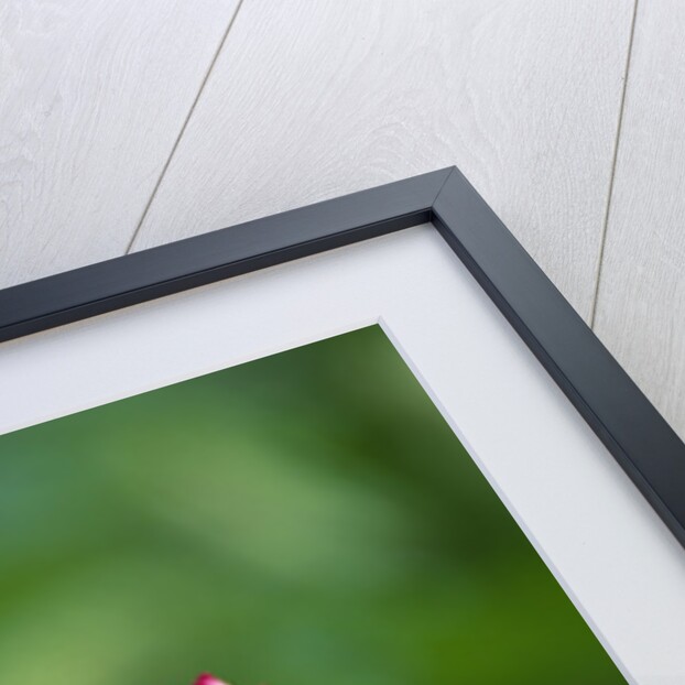 Lotus Flower by Anonymous