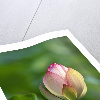 Lotus Flower by Anonymous