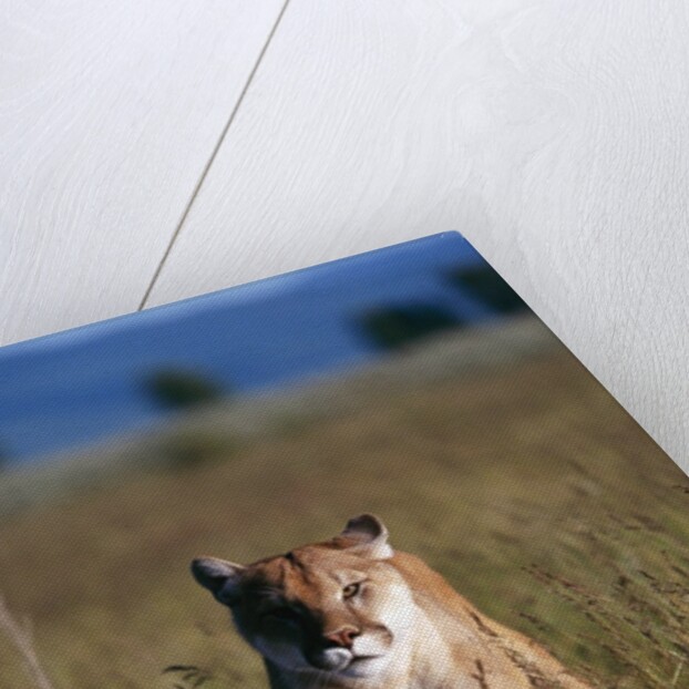 Mountain Lion Running in Field by Anonymous