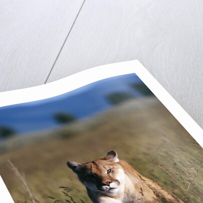 Mountain Lion Running in Field by Anonymous