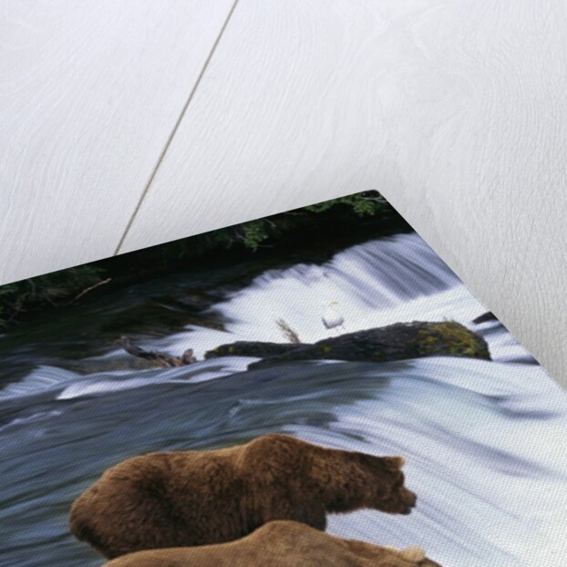 Brown Bears Fishing at Brooks Falls by Anonymous