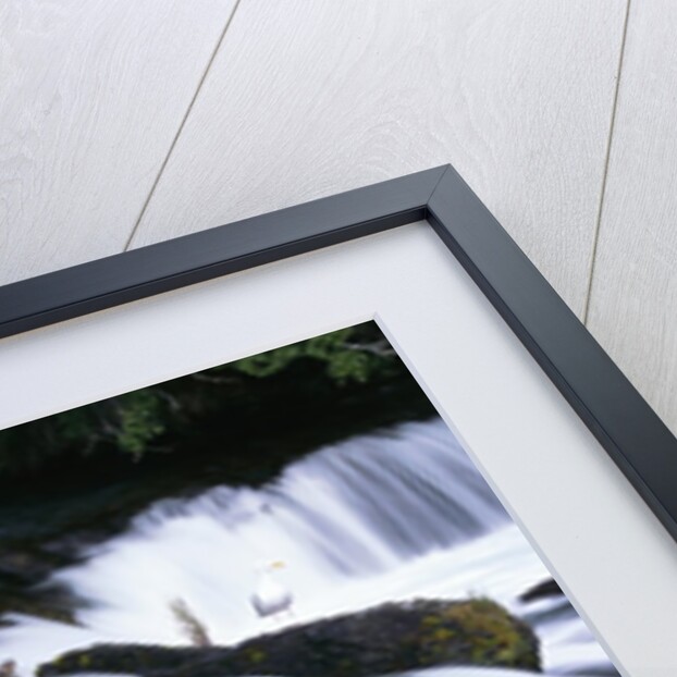 Brown Bears Fishing at Brooks Falls by Anonymous