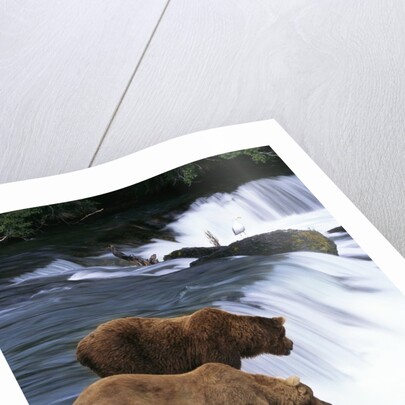 Brown Bears Fishing at Brooks Falls by Anonymous