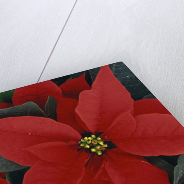 Poinsettia by Anonymous