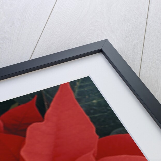 Poinsettia by Anonymous