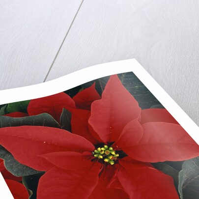 Poinsettia by Anonymous